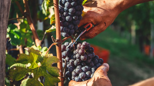 À LA VIGNE : LES VENDANGES