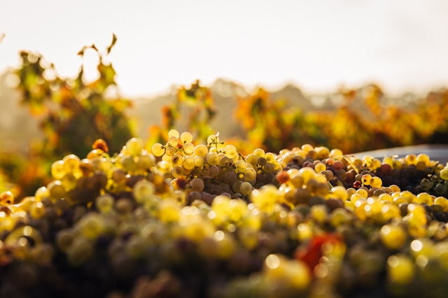 LE VIN NATURE : DE LA VIGNE AU VERRE